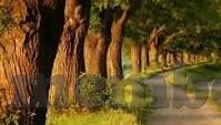 足球买比分买两个比分-足球买比分，双比分之选背后的策略与风险